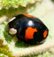 Thumbnail 389164 A
