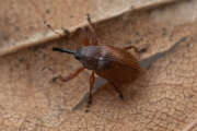 Thumbnail 389305 A