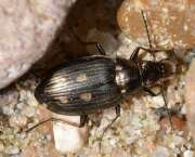 Thumbnail 389312 A