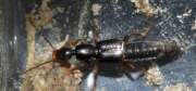 Thumbnail 389315 A