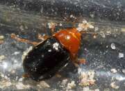 Thumbnail 389318 A