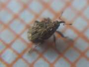 Thumbnail 389444 C