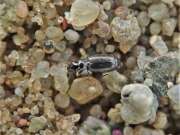 Thumbnail 389532 B