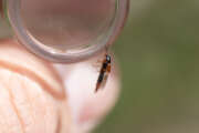 Thumbnail 389560 B
