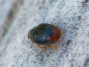 Thumbnail 389613 A