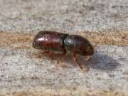 Thumbnail 389614 B