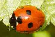 Thumbnail 389620 A