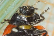 Thumbnail 389620 B