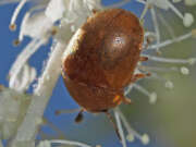 Thumbnail 389714 C