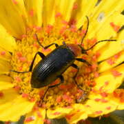 Thumbnail 389715 A