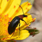 Thumbnail 389715 B