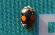 Thumbnail 389844 A