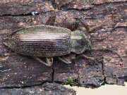 Thumbnail 389847 B