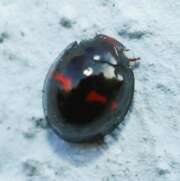 Thumbnail 389873 A