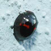 Thumbnail 389873 B