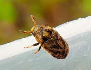 Thumbnail 390032 A