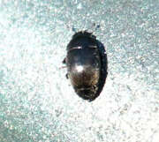 Thumbnail 390035 B