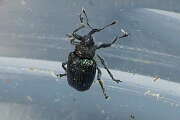 Thumbnail 390049 A