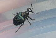 Thumbnail 390049 B