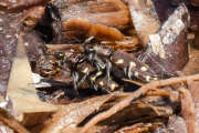 Thumbnail 390051 B