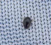Thumbnail 390076 B