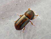Thumbnail 390085 B
