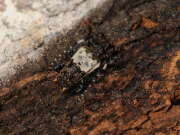 Thumbnail 390145 A