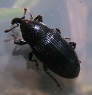 Thumbnail 390158 A