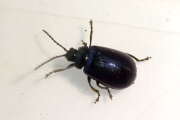 Thumbnail 390196 A