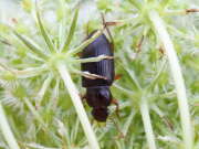 Thumbnail 390272 B