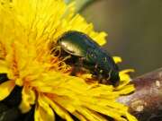 Thumbnail 390273 A