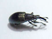 Thumbnail 390317 B