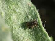 Thumbnail 390351 B