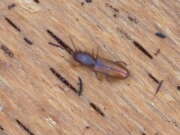 Thumbnail 390372 B