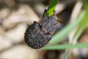 Thumbnail 390387 B