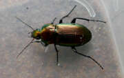 Thumbnail 390403 A