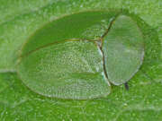 Thumbnail 390435 A
