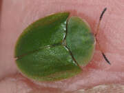 Thumbnail 390435 B