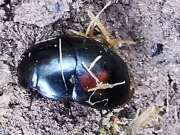 Thumbnail 390507 A