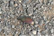 Thumbnail 390513 A