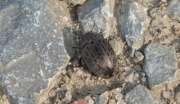 Thumbnail 390517 A