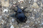 Thumbnail 390525 A