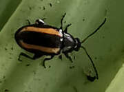 Thumbnail 390536 B