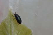 Thumbnail 390621 B