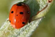 Thumbnail 390624 A