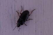 Thumbnail 390626 B