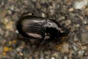 Thumbnail 390675 B