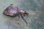 Thumbnail 390731 B