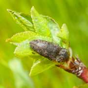 Thumbnail 390734 B