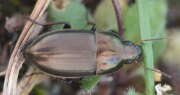 Thumbnail 390760 B